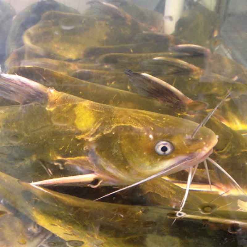 【第二件半价】新鲜黄骨鱼(约200g/条)